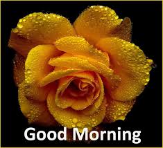 100% free inspirational good morning photos, happy good morning pics, good morning motivational quotes images in hindi are out for so! Good Morning Images Free Download 2019 Beautiful Good Morning Quotes Pictures Photos Images Beautiful Good Morning Quotes Pictures
