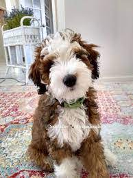 Sheepadoodle litter of puppies for sale near arkansas, paragould, usa. Sheepadoodle Puppies For Sale Schnauzer Puppies For Sale