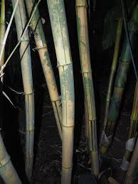 Image result for Bambusa balcooa