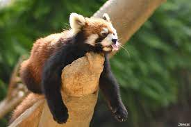 Kawaii Red Panda At The Kobe Animal Kingdom Japankuru Redpandas Japan Animals Kobeanimalkingdom Redpanda Panda Kawaii Kobe Z Theme Park Animals Japan