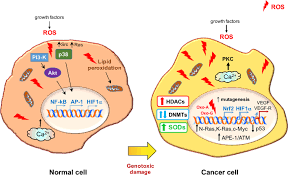 In it's simplest form, the werewolf exemplifies our most primitive understanding of a link between human behaviour and emotion and the moon. Ros In Cancer Therapy The Bright Side Of The Moon Experimental Molecular Medicine