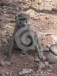 Olive Baboon Papio In National Park Lake Manyara Conservation Area In Tanzania Africa Tanzania Baboon National Parks