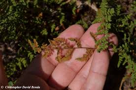 Image result for Cheilanthes
