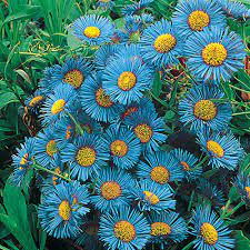 Felicia amelloides, the blue daisy bush or blue felicia, is a hairy, soft, usually perennial, evergreen plant, in the daisy family. Blue Fringe Daisy Summer Perennials Michigan Bulb