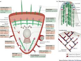 Ewa d piszczek, md specializes in internal medicine in tampa, fl and has over 18 years of experience in the field of medicine. Global Treadmilling Coordinates Actin Turnover And Controls The Size Of Actin Networks Nature Reviews Molecular Cell Biology
