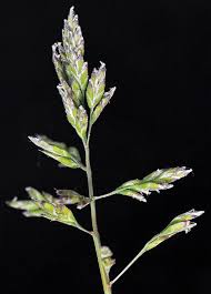 Image result for Poa