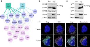 High quality sinks, faucets, & accessories for the kitchen & bath. The Cellular Nmd Pathway Restricts Zika Virus Infection And Is Targeted By The Viral Capsid Protein Biorxiv