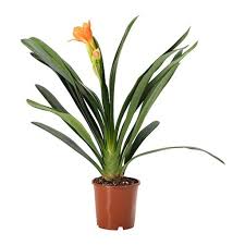 Image result for clivia