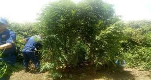 Maybe you would like to learn more about one of these? Jandarma Dan Bozdogan Ve Germencik Te Uyusturucu Operasyonu Aydin