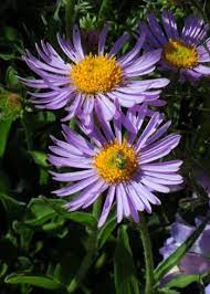 Greenmetallicbee2 Million Flowers Aster Flower Native Bees