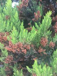 Image result for Erica arborea