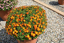 Image result for Bidens baumii