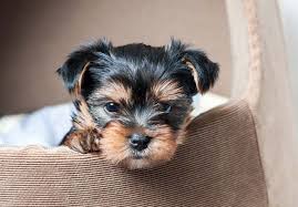 Specializing in raising healthy teacup puppies, in a loving home environment.we shipping to all states and canada pet store teacup puppies for sale puppies for sale in arizona. Yorkshire Terrier Yorkie Puppies For Sale Akc Puppyfinder