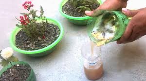 Best natural fertilizer for flowers. How To Use Liquid Organic Fertilizer For Any Plants Homemade Fertilizer Youtube