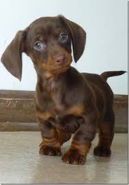 Dachshund puppies for sale cheap. 33 Best Sausage Dog Puppy Ideas In 2021 Dachshund Puppies Weenie Dogs Puppies