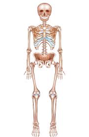 A diagram of the human skeleton showing bone and cartilage. Different Joints In The Body Diagram Quizlet