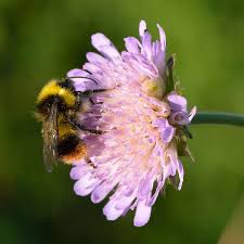 Bumble bees generally feed on nectar as honey bees. Early Bumblebee Wikipedia