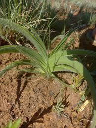 Image result for Angraecopsis gracillima