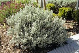Water Efficient Plants Guide