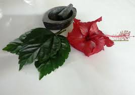 Maybe you would like to learn more about one of these? Diy Hibiscus Hair Care 5 Steps Instructables