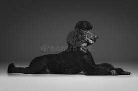 Free shipping on orders over $25 shipped by amazon. 130 Standard Poodle Grey Photos Free Royalty Free Stock Photos From Dreamstime