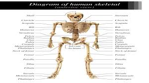 Describe the two ways joints are categorized in the human body. A Diagram Of Joints And Bones In The Human Body Joints Of The Body Advanced Coloring Page Different Types Of Joints Enable The Bones Forming The Joints To Move Relative