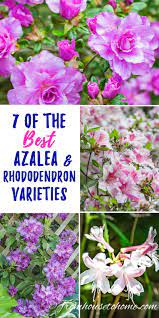 Rhododendron Varieties 7 Of The Best Azaleas And Rhododendrons For Your Garden Gardening From House To Home Shade Loving Shrubs Shade Perennials Rhododendron