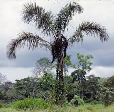 Image result for Raphia rostrata