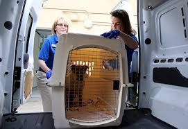Maybe you would like to learn more about one of these? Pet Transportation Services Furexpress Australia