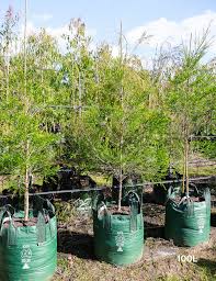 Image result for Melaleuca bracteata