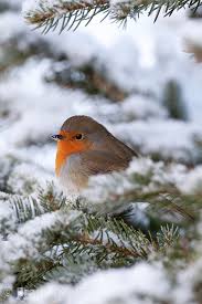 robins fluffed in winter with snow erithacus rubecula robin winter holiday erithacus fluffed robin robins rotkehlchen natur tiere tiergemalde