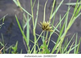 Image result for Pycreus polystachyos