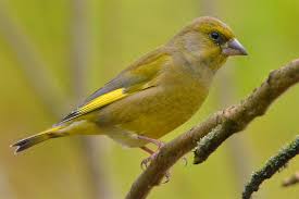 Even in the middle of a pandemic, she delivers. Vogel Im Garten Nabu