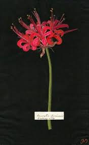 Little Augury Mrs Delany Celebrates The Season Botanical Collage Botanical Drawings Botanical Prints