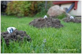 Image result for plašič krtků z pet lahve