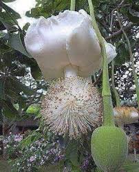Consegniamo fiori freschi in più di 100 paesi. Il Fiore Del Baobab Sboccia Ogni 50 Anni The Baobab Flower Blooms Every 50 Years Bild Von Zentralafrikanische Republik Afrika Tripadvisor