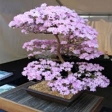 Pin Auf Bonsai