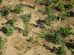 Buy, repair and remodel devastated houses. Decomposed Granite As Mulch A Very Bad Idea Root Simple