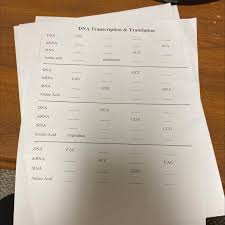 Check spelling or type a new query. Dna Transcription And Translation Brainly Com