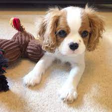 Tiny Cavalier King Charles Puppy King Charles Cavalier Spaniel Puppy Cavalier King Charles Spaniel Cavalier King Charles