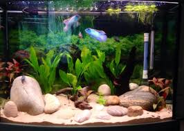 Betta fish are tiny, so don't create much waste, right? What Is An Unfiltered Tank And How Do I Cultivate One