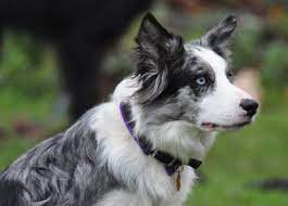 Border Collie Puppies Google Paieska Border Collie Puppies Border Collie Blue Merle Collie Puppies
