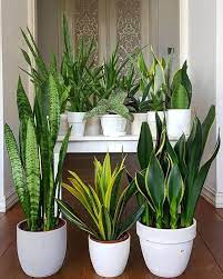 Pokok viral ( pokok lidah jin atau sansevieria ). Koleksi Dekorasi Pokok Lidah Jin Kaki Bisnes Viral Facebook