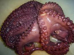 Acta anaesthesiologica belgica is the official journal of the society for anesthesia and resuscitation of belgium (sarb).the journal publishes 4 issues a year, and with eventually supplements. Zutat Tintenfisch Koch Wiki