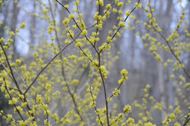 Image result for Buchnera libenii