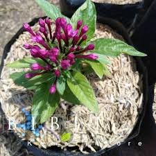 Selain harga borongan bangunan disini saya juga memberikan cara menghitung upah tukang bangunan sesuai dengan pasaran yang sekarang terjadi. Bunga Pentas Ungu Terbaru Agustus 2021 Harga Murah Kualitas Terjamin Blibli