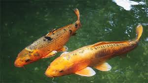 For most people, limiting yourself to one koi per 250 gallons of pond water is still conservative assuming you have a quality life support system on the pond and you aren't opposed to. 5 Ways To Protect Koi Fish During Freezing Weather Today S Homeowner