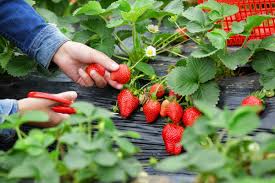 Terdapat banyak ladang atau kebun yang mengusahakan tanaman strawberry kerana mempunyai permintaan yang sangat tinggi. Perkara Yang Menyeronokkan Di Cameron Highlands Tripcarte Asia