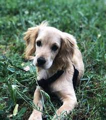 puppy baby dog