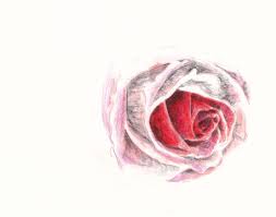 Romantic, gorgeous and wonderfully fragrant. How To Draw A Rose In Colored Pencil